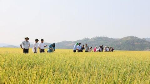 Tình hình thực hiện việc trồng lúa giảm phát thải ở một số địa phương