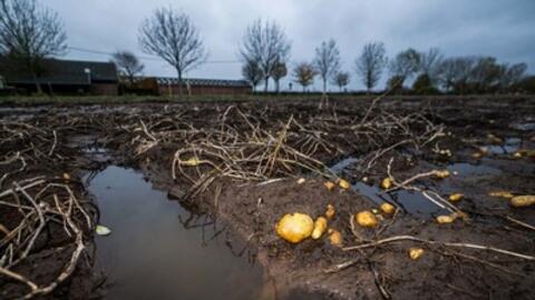 Khủng hoảng giá khoai tây do thời tiết xấu