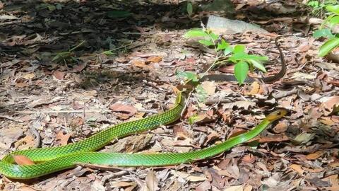 Phát hiện loài rắn mới tại Vườn Quốc gia Bạch Mã