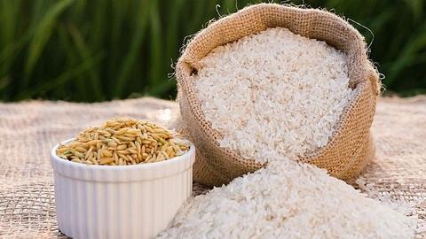 Giá lúa gạo hôm nay 30/8/2024: Giá giảm nhẹ cả lúa và gạo