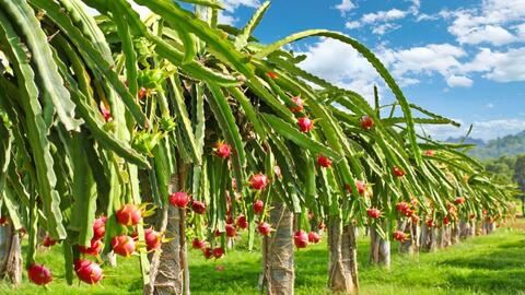 Biến thân cây thanh long thành màng bọc thực phẩm thế hệ mới