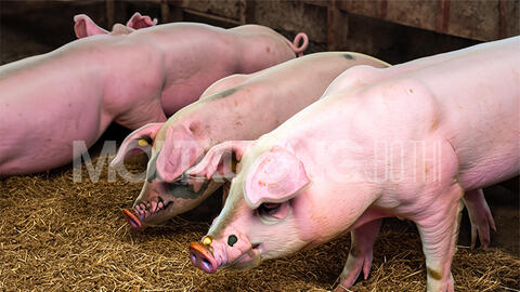 Giá heo hơi hôm nay 23/9/2024: Tiếp đà tăng tại cả ba miền