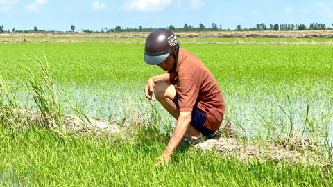 Nông dân 'xé rào' xuống giống hàng ngàn hécta lúa Thu Đông  