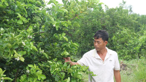 Thu nhập cao nhờ trồng chanh