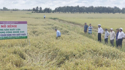 Hiệu quả từ trồng lúa ứng dụng công nghệ cao										 						English Edition