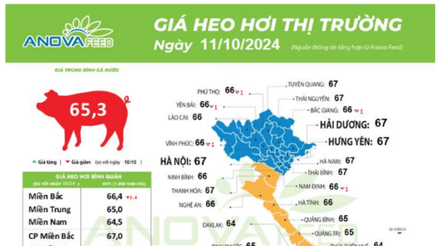 Giá lợn hơi theo đà giảm nhanh ở miền Bắc, tuột mốc 68.000 đồng/kg