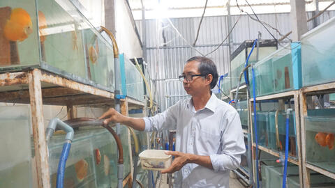 Từ con số 0 đến thành công với nghề cá cảnh