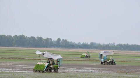 Cơ giới hóa đồng bộ trong canh tác lúa