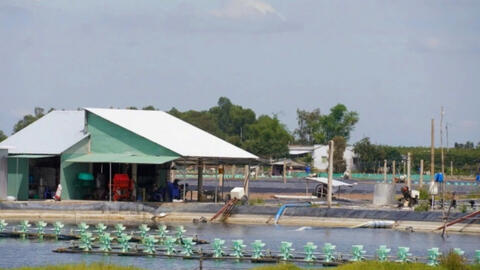 Long An kiên quyết xử lý, ngăn chặn đào ao, khoan giếng nuôi tôm thẻ chân trắng ở vùng Đồng Tháp Mười  