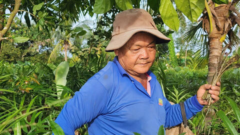 Phát triển kinh tế gia đình nhờ cây mướp gai