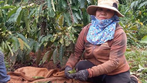 Giá cà phê cao chưa từng thấy khi vào chính vụ, nông dân thành 'đại gia'