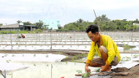 Nông sản phục vụ Tết Nguyên đán năm 2025