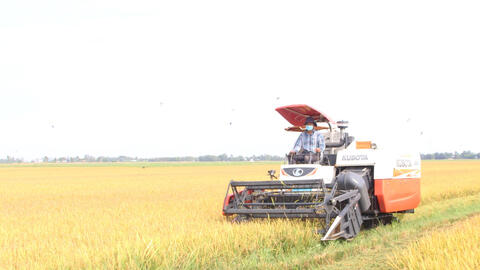 Hơn 3.500 hộ nông dân tham gia mô hình Cánh đồng lớn