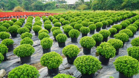 Nông dân huyện Cần Giuộc tất bật trồng hoa tết  