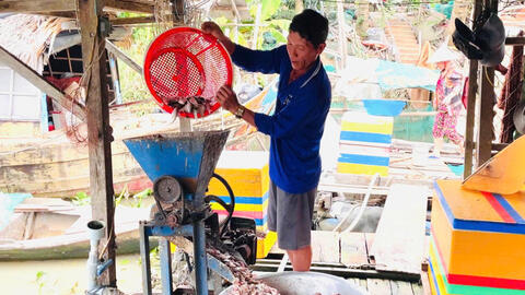 Tăng thu nhập từ nuôi cá lóc mùa lũ