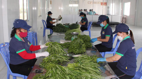 Toàn tỉnh có 253 hợp tác xã nông nghiệp