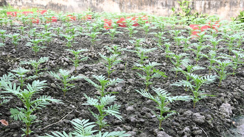 Tất bật mùa hoa tết