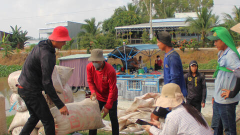 Giá lúa tăng trở lại