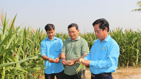 Triển vọng với mô hình - Trồng bắp giống