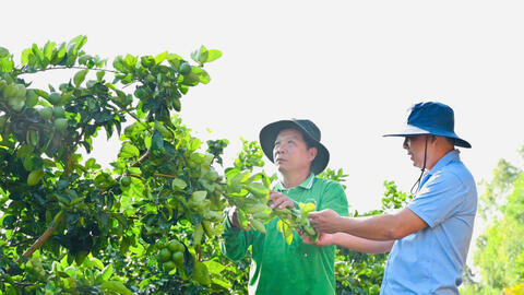 Trồng chanh ứng dụng công nghệ cao giúp nông dân làm giàu