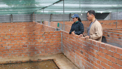 Kinh tế gia đình phát triển nhờ nuôi ếch ứng dụng công nghệ cao