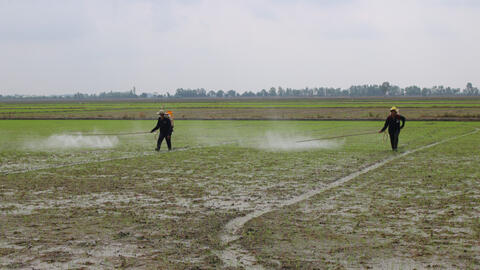 Nông dân gieo sạ trái lịch thời vụ hàng chục ngàn hécta lúa Hè Thu 2025  
