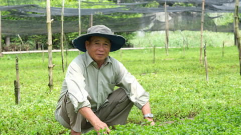 Thu nhập ổn định nhờ trồng rau