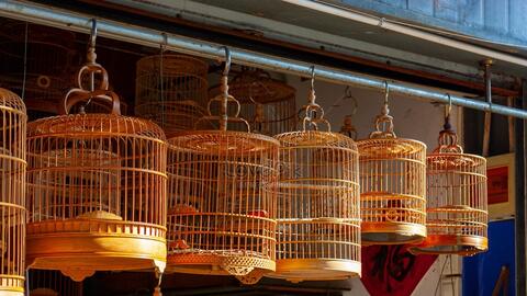 Đi uống cà phê mang theo chim cảnh phải chứng minh nguồn gốc