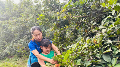 Về Đức Hòa hái chôm chôm