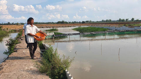 Triển vọng từ nuôi ba ba