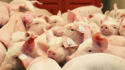 Giá heo hơi hôm nay 2/7/2025: Giảm đồng loạt trên toàn quốc