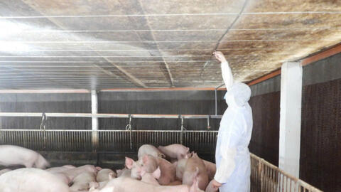 Chủ động ứng phó với dịch tả heo châu Phi