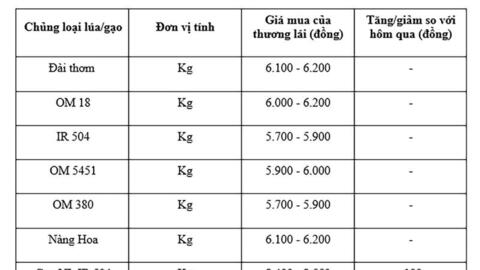 Giá lúa gạo hôm nay ngày 1/8: Gạo ít biến động, lúa tươi vững giá