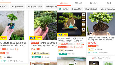 Thị trường bonsai mini có gì cần lưu ý?