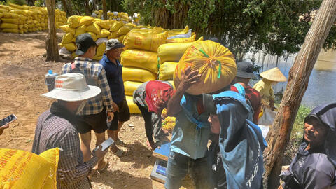 Nông dân thu hoạch gần 60% diện tích lúa Hè Thu 2025