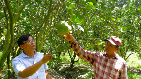 Bảo vệ vườn cây ăn trái trong mùa lũ