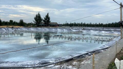 Phòng, chống dịch bệnh trên tôm trong mùa mưa