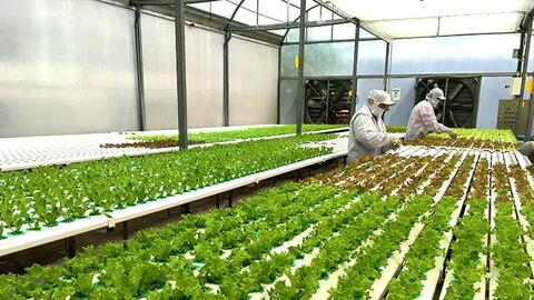 Phát huy lợi thế, nâng tầm nông nghiệp công nghệ cao