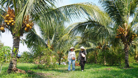 Phát triển vùng trồng dừa hữu cơ tại Tây Ninh: Dừa hữu cơ - 'trái ngọt' trên vùng đất nắng (Bài 1)