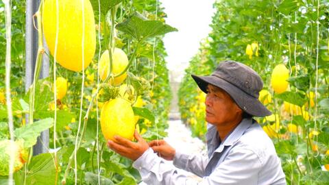 Nâng cao chuỗi giá trị nông sản trong các hợp tác xã