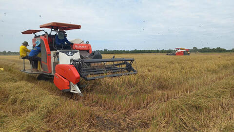 Nông dân thu hoạch cơ bản dứt điểm lúa Hè Thu 2025