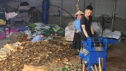 Quảng Ninh: Quế hữu cơ mở lối làm giàu cho đồng bào vùng cao