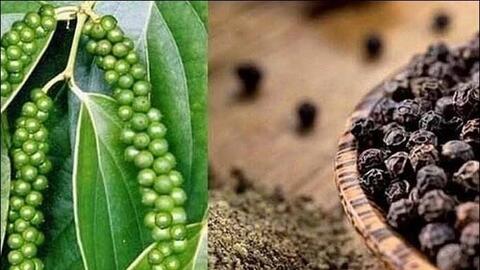 Trồng hồ tiêu hữu cơ: Cơ hội mới cho nông dân