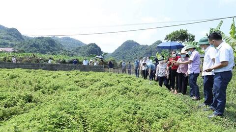 Lạng Sơn: Diện mạo mới khi tư duy kinh tế nông nghiệp bắt đầu 'bén rễ'