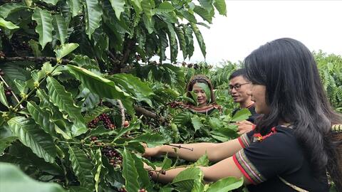 Liên kết sản xuất, hướng đi mới cho cà phê đồng bào dân tộc thiểu số