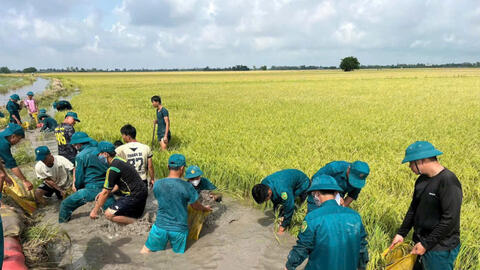 Xã Hưng Điền huy động lực lượng giúp dân cứu lúa
