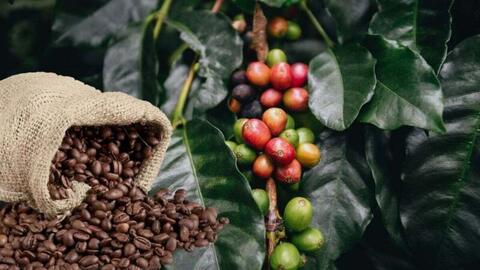Sản lượng cà phê toàn cầu niên vụ 2025 - 2026 dự báo đạt kỷ lục
