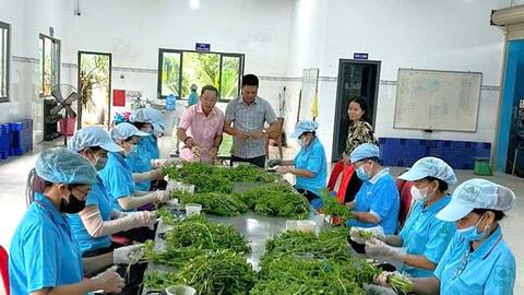 Ước đến cuối năm 2025, Tây Ninh có 540 hợp tác xã