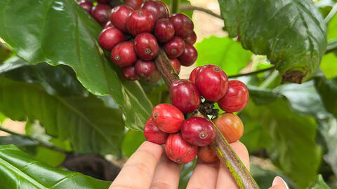 Giá cà phê hôm nay 28/11/2025: Giảm nhẹ 500 - 800 đồng/kg