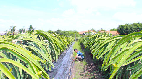 Hiệu quả từ những mô hình điểm nông nghiệp ứng dụng công nghệ cao
